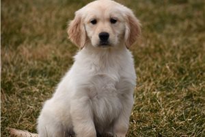 Amiyah - Golden Retriever for sale