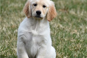 Amiyah - Golden Retriever for sale