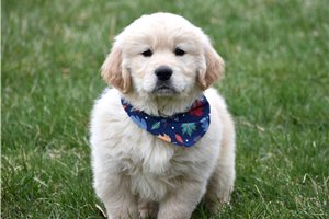 Brady - puppy for sale