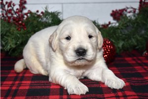 Garda - puppy for sale