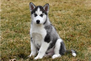 Grayson - Siberian Husky for sale