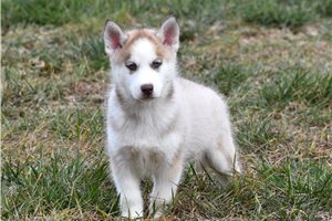 Nolan - Siberian Husky for sale