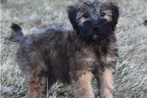 Toby - Soft Coated Wheaten Terrier for sale