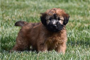Orion - Soft Coated Wheaten Terrier for sale
