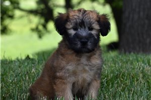 Rudy - Soft Coated Wheaten Terrier for sale