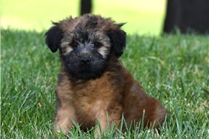 Ricky - Soft Coated Wheaten Terrier for sale