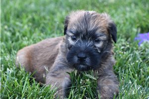 Rudy - Soft Coated Wheaten Terrier for sale