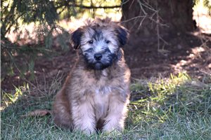 Garrett - Soft Coated Wheaten Terrier for sale
