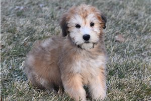 Turner - Soft Coated Wheaten Terrier for sale