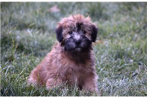 Grace - Soft Coated Wheaten Terrier for sale