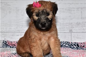 Oxana - Soft Coated Wheaten Terrier for sale