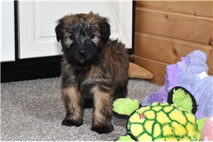 Toby - Soft Coated Wheaten Terrier for sale