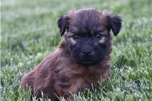 Ricky - Soft Coated Wheaten Terrier for sale