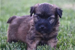 Richi - Soft Coated Wheaten Terrier for sale