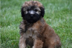 Silas - puppy for sale