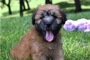 Roe Roe - Soft Coated Wheaten Terrier for sale