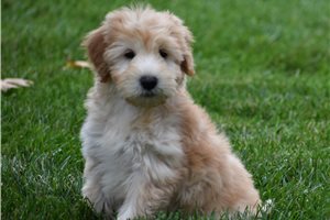 Sebastian - Soft Coated Wheaten Terrier for sale