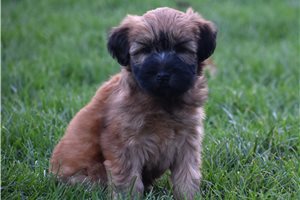 Luna - Soft Coated Wheaten Terrier for sale