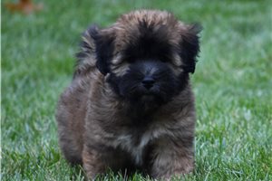 Maverick - puppy for sale