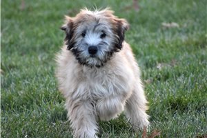 Demeter - Soft Coated Wheaten Terrier for sale