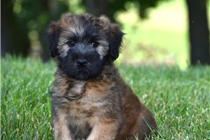 Richi - Soft Coated Wheaten Terrier for sale