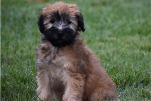 Samuel - Soft Coated Wheaten Terrier for sale