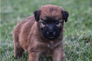 Roe Roe - Soft Coated Wheaten Terrier for sale