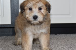 Turner - Soft Coated Wheaten Terrier for sale