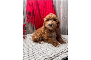 Marco - Goldendoodle, Mini for sale
