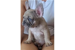 Cooper - French Bulldog for sale
