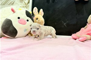 Layla - puppy for sale