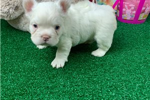 Aston - puppy for sale