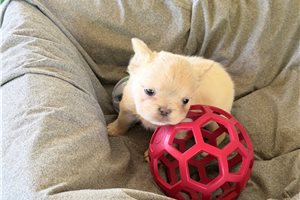 Noah - French Bulldog for sale
