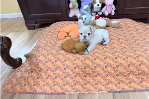 Noah - French Bulldog for sale