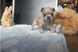 Layla - French Bulldog for sale