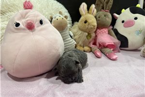 Luna - French Bulldog for sale