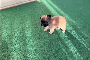 Nathan - French Bulldog for sale