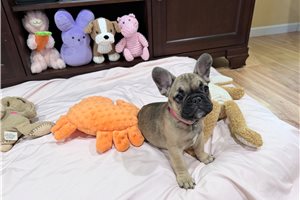 Nora - French Bulldog for sale