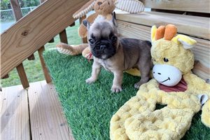 Nora - French Bulldog for sale