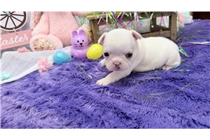 Carina - French Bulldog for sale