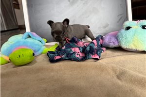 Lily - French Bulldog for sale