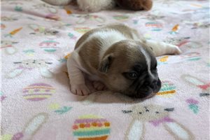 Lydia - puppy for sale