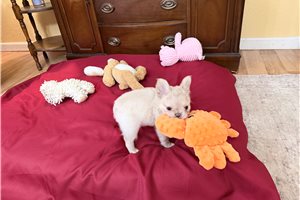 Noah - French Bulldog for sale