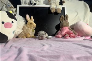 Leah - French Bulldog for sale