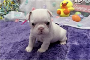 Caitlin - French Bulldog for sale