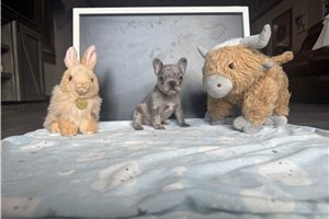 Leilani - French Bulldog for sale