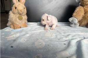 Carol - French Bulldog for sale