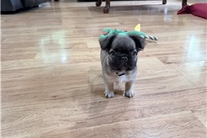 Natalie - French Bulldog for sale