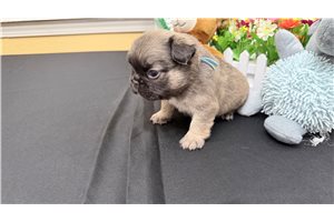 Natalie - puppy for sale