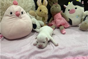 Carol - French Bulldog for sale